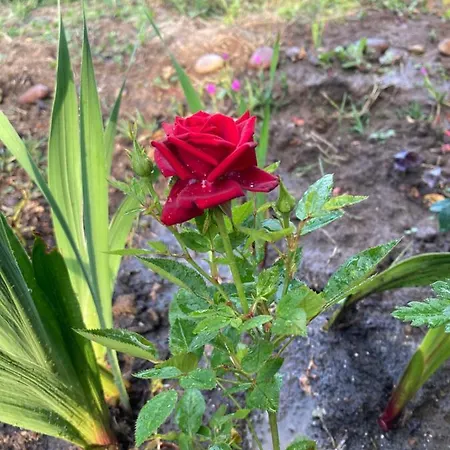 каравана Paradise אתר קמפינג סינמורץ