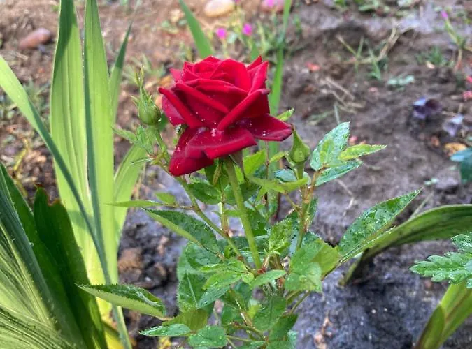 каравана Paradise Къмпинг Синеморец