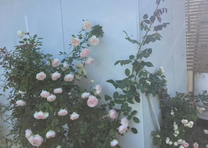 каравана Paradise *